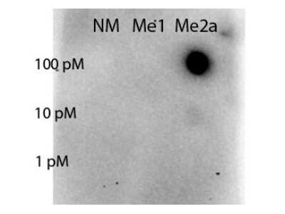 Western Blot: STAT5A [Asym-dimethyl Arg31] Antibody [NBP2-44185]